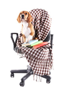 Beyaz izole ekose sandalyeyle Beagle köpek