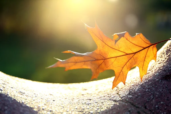 Beautiful autumn leaf in sunlight — Stock Photo, Image