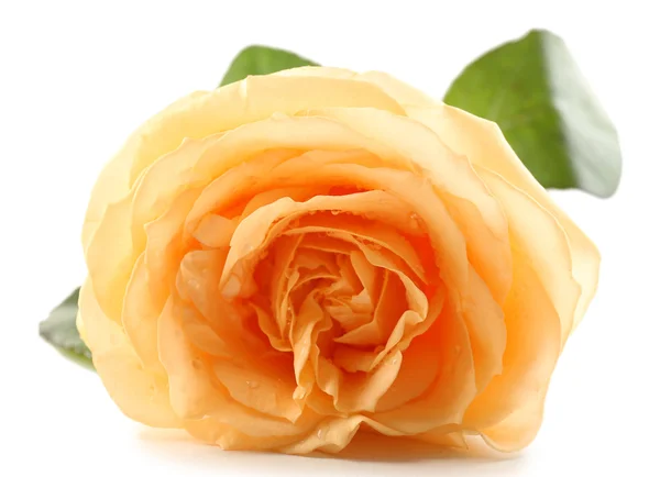 Schöne orangefarbene Rose isoliert auf weiß — Stockfoto