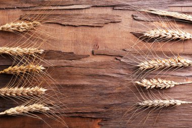 spikelets buğday