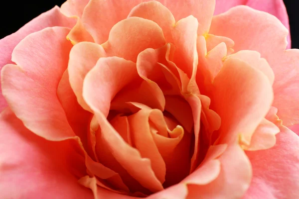 Vackra orange ros närbild — Stockfoto