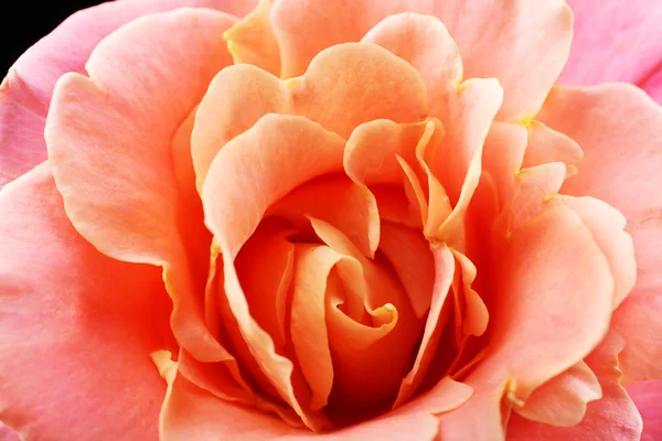 Beautiful orange rose close-up — Stock Photo, Image