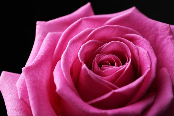 Schöne rosa Rose Nahaufnahme — Stockfoto