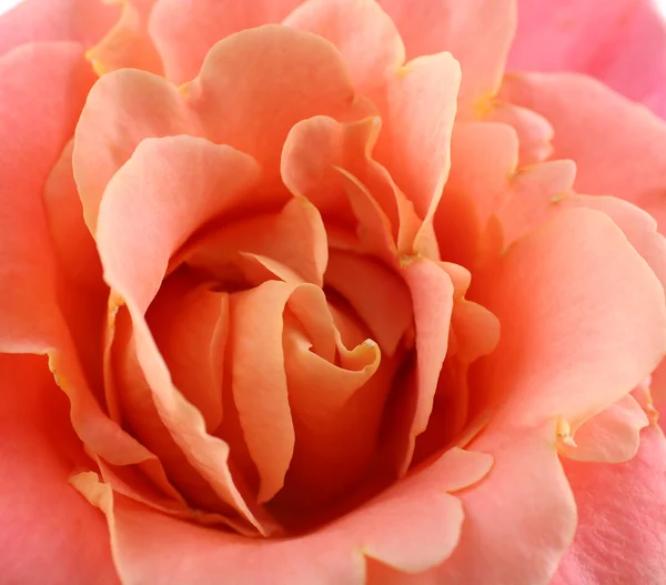 Beautiful orange rose close-up — Stock Photo, Image