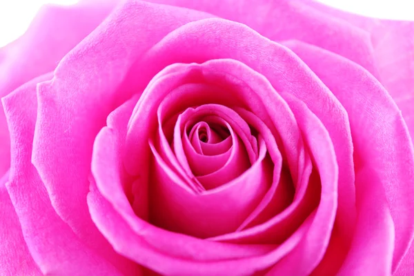 Schöne rosa Rose Nahaufnahme — Stockfoto