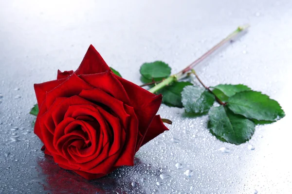 Hermosa rosa roja en primer plano de la mesa — Foto de Stock
