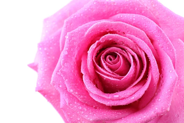 Schöne rosa Rose Nahaufnahme — Stockfoto