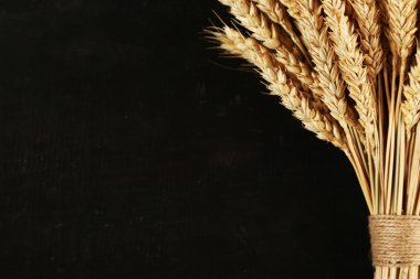 spikelets buğday