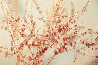 kurutulmuş çiçekler arka plan