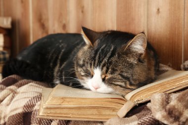 Kitap ile yalan kedi
