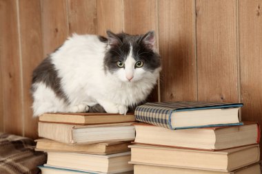 Kitaplar üzerinde oturan kedi