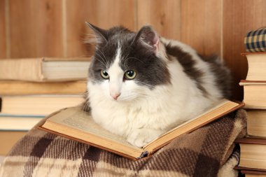 Kitap ile yalan kedi