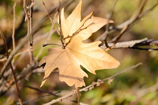 Ağacın sonbahar yaprağı — Stok fotoğraf