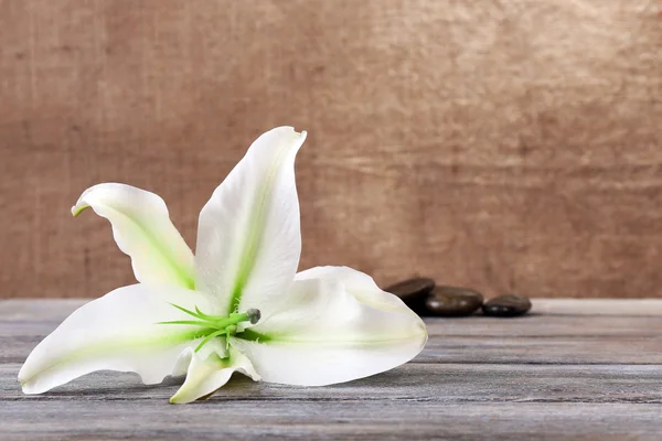 Vackra lily på träbord — Stockfoto