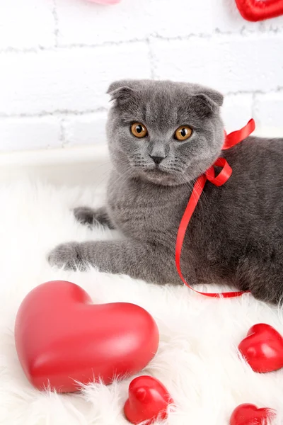 Vackra brittiska kort hår katt med hjärtan och bandet på päls matta på tegel vägg bakgrund — Stockfoto