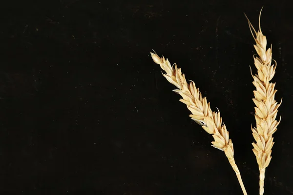 밀의 이삭 — 스톡 사진