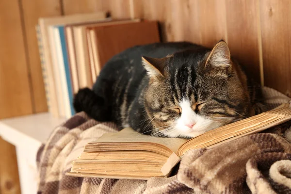 Gatto sdraiato con libro — Foto Stock