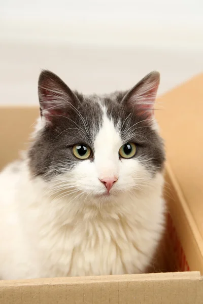 Cute cat sitting in cardboard box — Stock Photo, Image