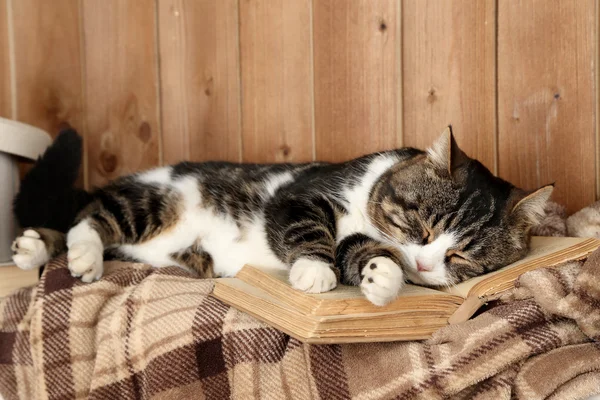 Kočka ležící s knihou — Stock fotografie