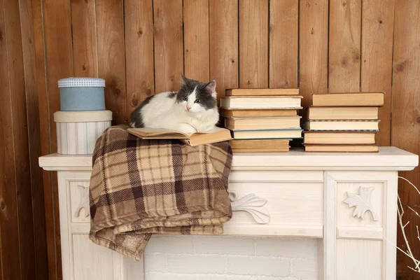 Kočka ležící s knihou — Stock fotografie