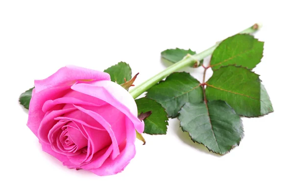 Piękna różowa róża odizolowana na białym — Zdjęcie stockowe