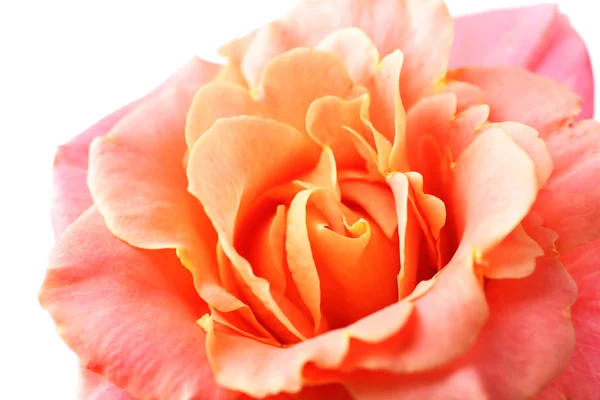 Beautiful orange rose close-up — Stock Photo, Image