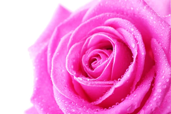 美丽的粉红色玫瑰特写 — 图库照片