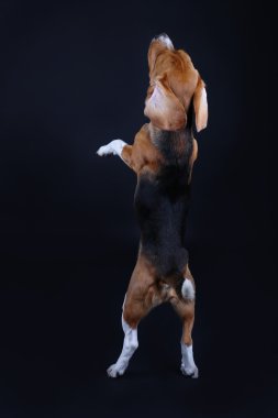 Beagle köpek koyu arka plan üzerinde