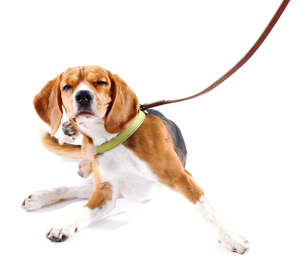 Beagle perro aislado en blanco — Foto de Stock