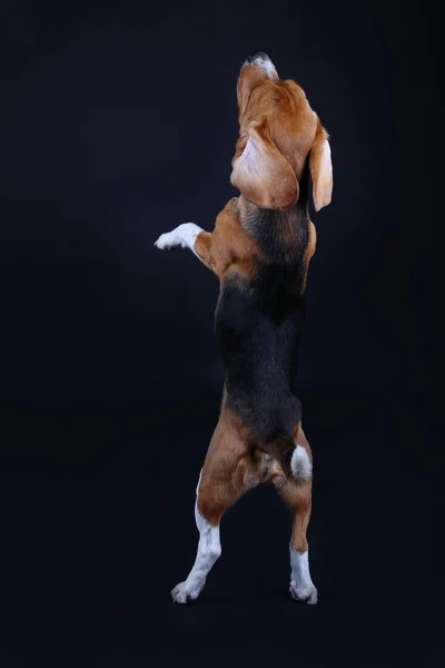 Beagle köpek koyu arka plan üzerinde — Stok fotoğraf