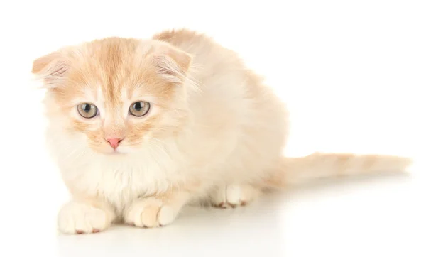 Χαριτωμένο μικρό γατάκι Σκωτσέζος διπλώνω, απομονωμένα σε λευκό — Φωτογραφία Αρχείου