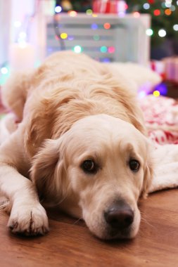 Ekose ahşap zemin ve Noel dekorasyon arka plan üzerinde yatan Labrador