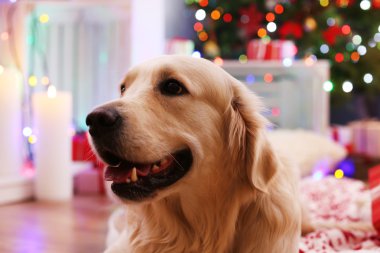 Ekose ahşap zemin ve Noel dekorasyon arka plan üzerinde yatan Labrador