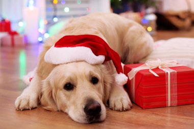 Ahşap zemin ve Noel dekorasyon arka plan üzerinde mevcut kutusuyla ekose üzerinde oturup Noel Baba şapkası içinde Labrador