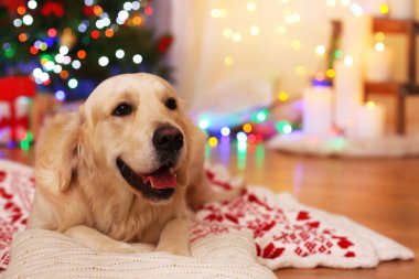 Ekose ahşap zemin ve Noel dekorasyon arka plan üzerinde yatan Labrador