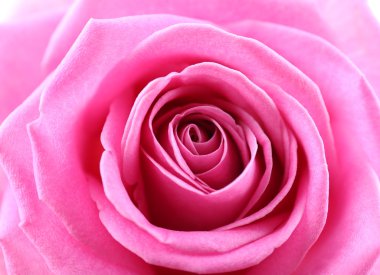 güzel pembe Gül yakın çekim