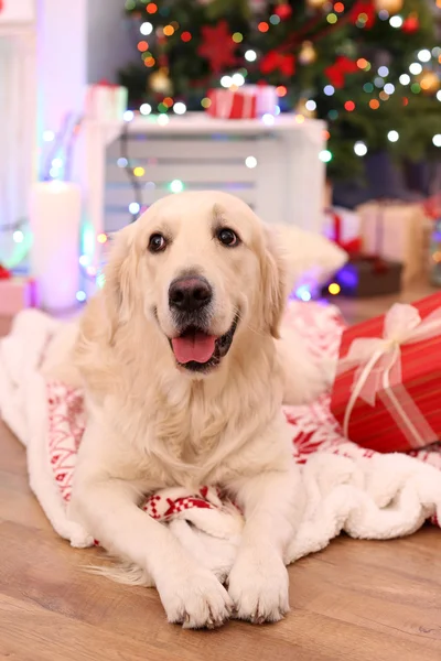Labrador på pletterte gulv av tre og juledekorasjonsbakgrunn – stockfoto