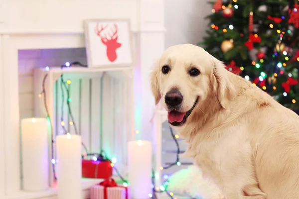 Grand Labrador sur fond de décoration de Noël — Photo