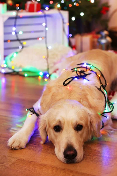 Labrador acostado con guirnalda sobre suelo de madera y fondo de decoración navideña — Foto de Stock
