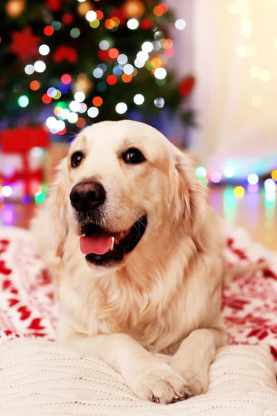 Labrador deitado em xadrez no chão de madeira e decoração de Natal fundo — Fotografia de Stock