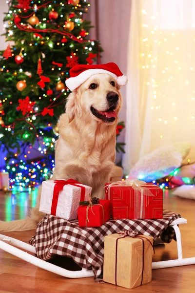 Labrador en sombrero de Santa sentado cerca de trineo con cajas de regalo en el suelo de madera y fondo del árbol de Navidad — Foto de Stock