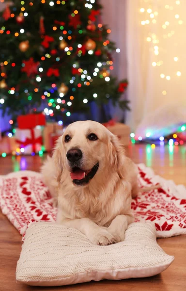 Labrador lying on plaid on wooden floor and Christmas decoration background — Stock Photo, Image