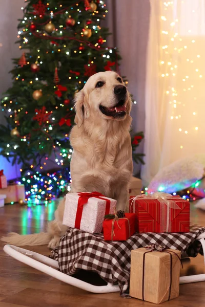 Labrador sitter nära släde med nuvarande lådor på trägolv och julgran bakgrund — Stockfoto