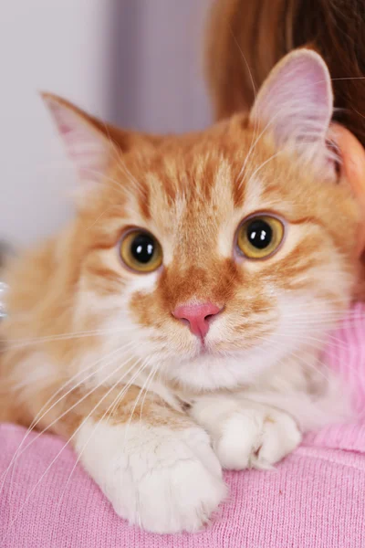 Portre sevimli kırmızı kedi, yakın çekim