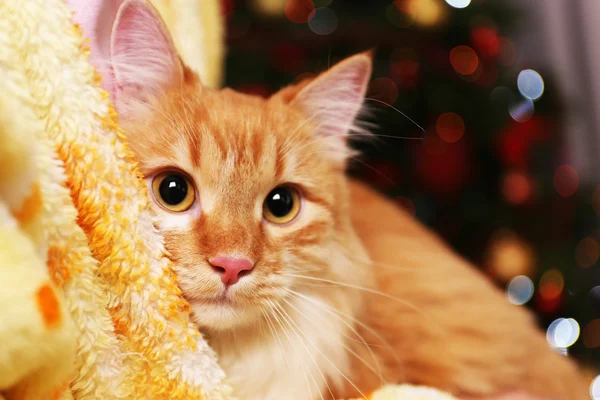 ライトの背景に愛らしい赤い猫 — ストック写真