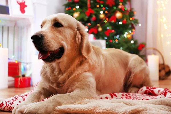 Labrador acostado a cuadros sobre suelo de madera y fondo de decoración navideña — Foto de Stock