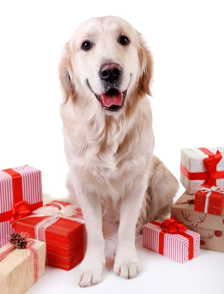 Adorável Labrador sentado com caixas de presente, isolado em branco — Fotografia de Stock