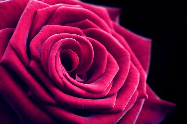 Bella rosa rossa primo piano — Foto Stock