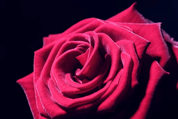 Beautiful red rose close-up — Stock Photo, Image