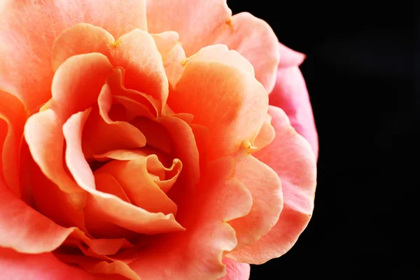 Piękny pomarańczowy zbliżenie róża — Zdjęcie stockowe